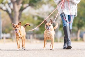 【磐田市の探偵の嫌がらせ調査】我が家の前に犬のフンを放置しているのは誰？