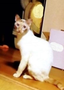 ペット捜索【静岡市駿河区小鹿】無事に捕獲されました。