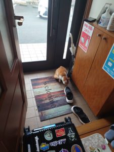 【ペット探偵 静岡】事務所が捕獲器に・・・