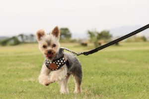 【御前崎市の探偵のペット捜索調査】引っ越し直後に姿を消したペットはどこに行った？