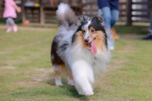 【浜松市の探偵のペット捜索調査】油断大敵……庭から姿を消した愛犬