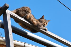 【袋井市の探偵のペット捜索調査】親戚に抱っこさせた途端に脱走した猫