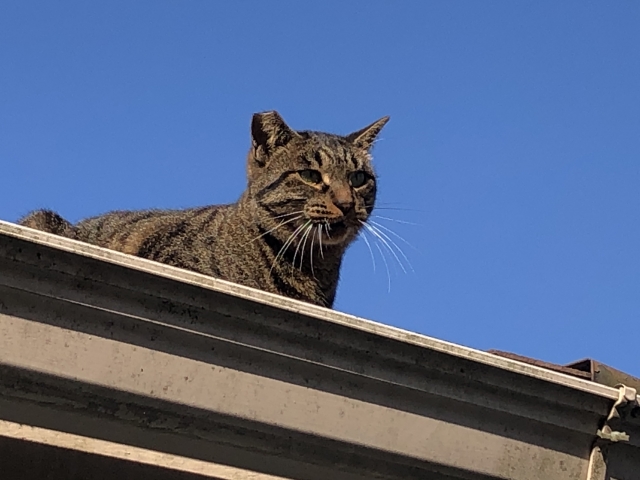 【菊川市の探偵のペット捜索調査】屋根の上が定位置の愛猫は一体どこへ？