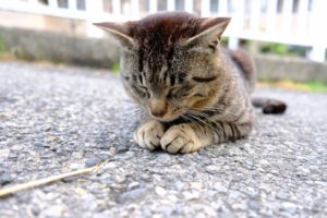 【掛川市の探偵のペット捜索調査】縁の下で「侵入者」と戦った愛猫はどこへ消えた？