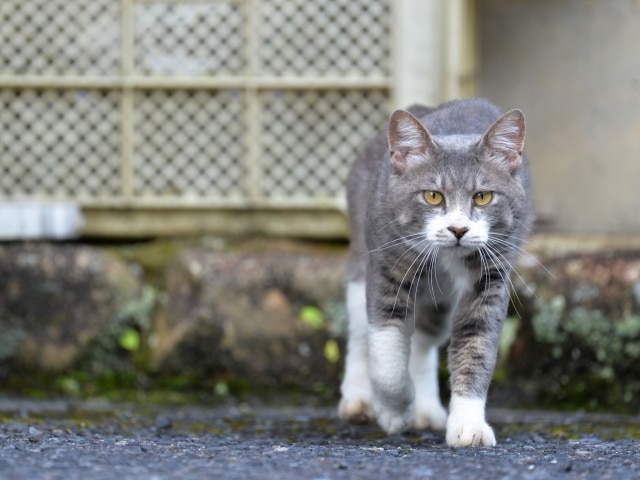 【静岡県内での探偵のペット捜索調査】外出中にキャリーバッグから逃げた猫を探し出せ！