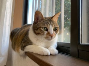 【島田市の探偵のペット捜索調査】従姉の忘れ形見の猫はどこへ消えた？