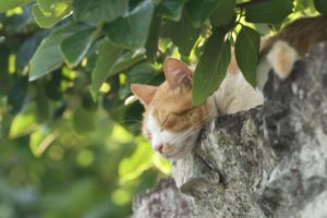 【焼津市の探偵のペット捜索調査】保護施設から引き取ってきたばかりの猫が脱走！