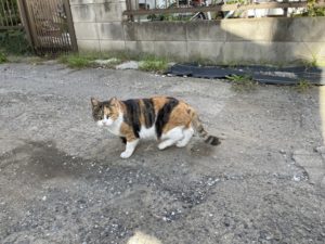 【伊豆の国市の探偵のペット捜索調査】嘘でしょ？　勝手に愛猫を追い出した同棲相手