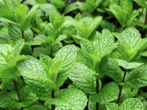 【藤枝市の探偵の嫌がらせ調査】悪質極まる「ミントテロ」の実行犯を特定せよ