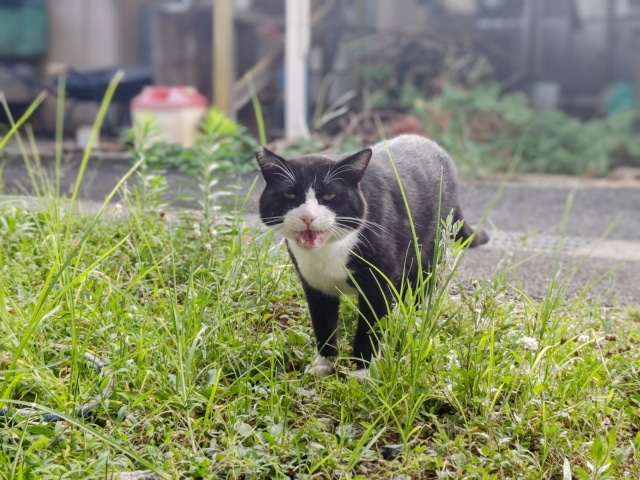 【磐田市の探偵のペット捜索調査】拾って3日目に脱走した野良猫を探し出せ！