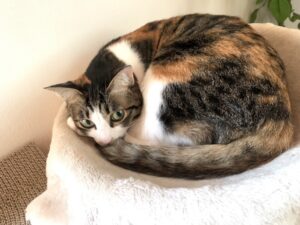 【下田市の探偵のペット捜索調査】ペット禁止のアパートで飼育していた愛猫が脱走！