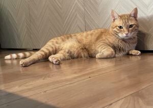 【伊豆の国市の探偵のペット捜索調査】閉め切った家の中から煙のように消えた愛猫