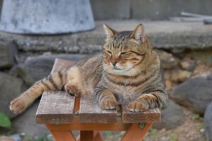 【牧之原市の探偵のペット捜索調査】ボヤ騒ぎで逃げ出した愛猫を探し出せ！