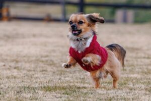 【袋井市の探偵のペット捜索調査】何てことをしたんだ！　帰巣本能を確かめるため愛犬を放置してきた息子