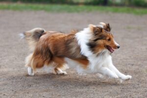 【駿東郡長泉町の探偵のペット捜索調査】言わんこっちゃない！　低い柵を乗り越えて逃げ出した愛犬