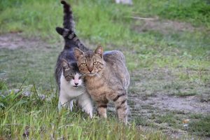 【御前崎市の探偵のペット捜索調査】去勢していないオスの飼い猫が脱走！