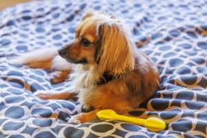 【静岡市の探偵の結婚調査】鬼畜！　同居する彼女の愛犬を虐待する男