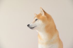 【三島市の探偵の嫌がらせ調査】我が子のようにかわいがっている愛犬に嫌がらせをするのは誰だ！