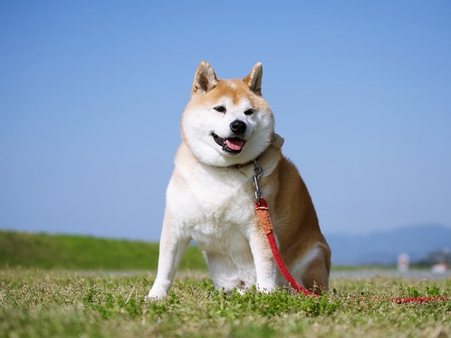 【静岡市の探偵のペット捜索調査】俺のせい？　娘が1人で犬の散歩に行ったら脱走