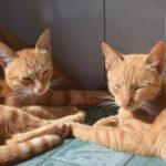 【藤枝市の探偵のペット捜索調査】脱走した愛猫を確保したと思ったら『そっくりさん』だった件