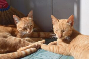 【藤枝市の探偵のペット捜索調査】脱走した愛猫を確保したと思ったら『そっくりさん』だった件