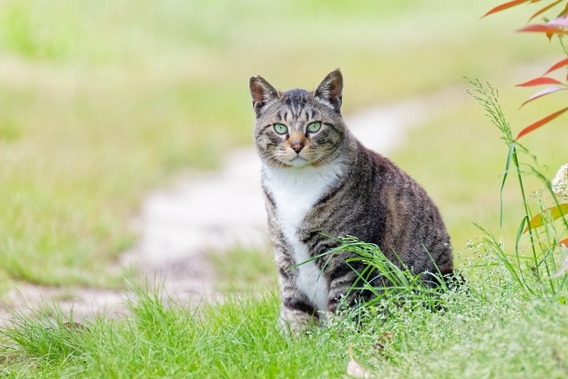 【焼津市の探偵のペット捜索調査】油断大敵！　小一時間の外出中に愛猫が脱走