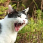 【掛川市の探偵の嫌がらせ調査】だからウチの子じゃないって！　飼い猫への濡れ衣から嫌がらせに発展