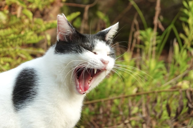 【掛川市の探偵の嫌がらせ調査】だからウチの子じゃないって！　飼い猫への濡れ衣から嫌がらせに発展